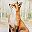 Red Fox Forest