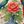 Parrot And Flowers