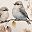 Two Birds Branch