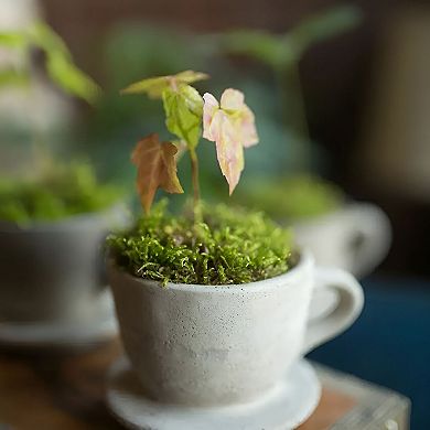 Decorative Concrete Tea Cup with Attached Saucer for Tabletop Accent and Shelf Display