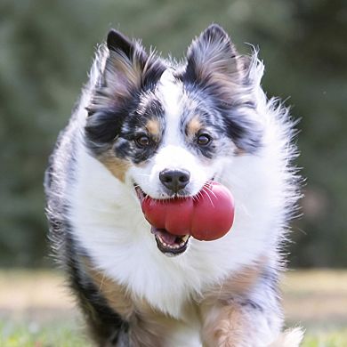 Stuffable Rubber Dog Toy Bouncy Durable for Large Dogs