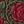 Red Floral Vine