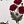 Red Poppy Floral