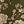 Floral Army Green