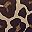 Brown Leopard