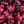 Rose Red