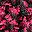 Rose Red
