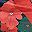 Red Leaf