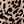 Black Leopard