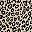 Brown Leopard
