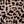 Brown Leopard