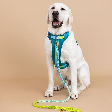 Joey Dog Harness
