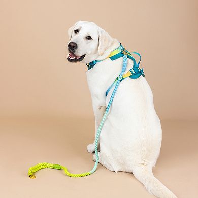 Joey Dog Harness
