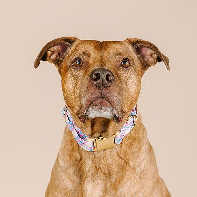 Whitley Dog Collar