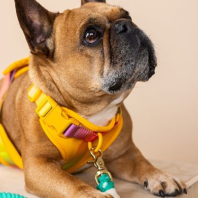 Kenna Dog Harness