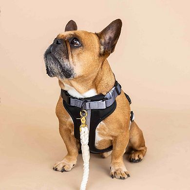 Rowan Dog Harness