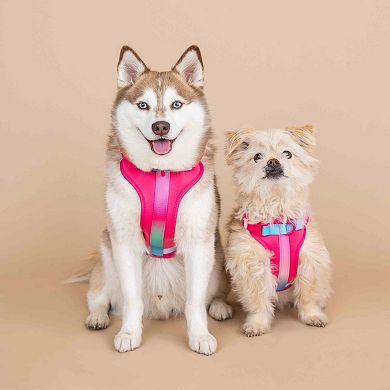 Stasia Dog Harness