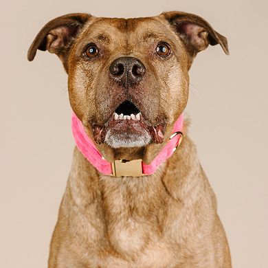 Valentina Dog Collar