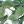 White Green