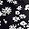 Black Floral