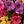 Muti Color