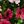 Rose Red