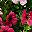 Rose Red