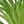 Green Yellow Green
