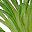 Green Yellow Green