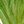 Yellow Green