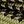 Khaki Black