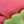 Rose Red C