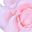 Pink White