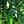 Green Ivy Greenpersian