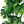 Green Leaf Green