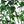 Green Leaf