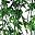 Green Leaf