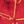 Copper Red Flower