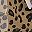 Brown Leopard