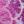 Pink Purple