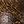 Gold Sandalwood