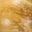 Yellow Sandalwood