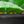 Jade Leaf Bright Green