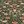 Gray Green