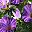 Dark Orchid