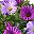 Light Purple Red