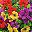 Multicolor