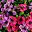 Purple Pink
