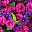 Dark Purple Purple Red