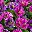 Lotus And Fuchsia